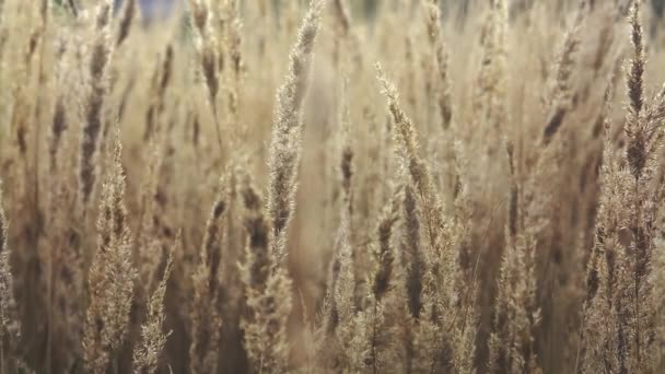 Сухая осенняя трава — стоковое видео
