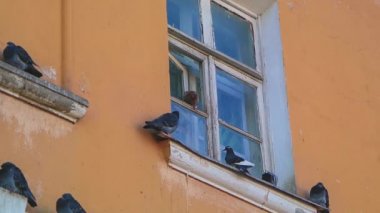 Güvercinler penceresinde mücadele