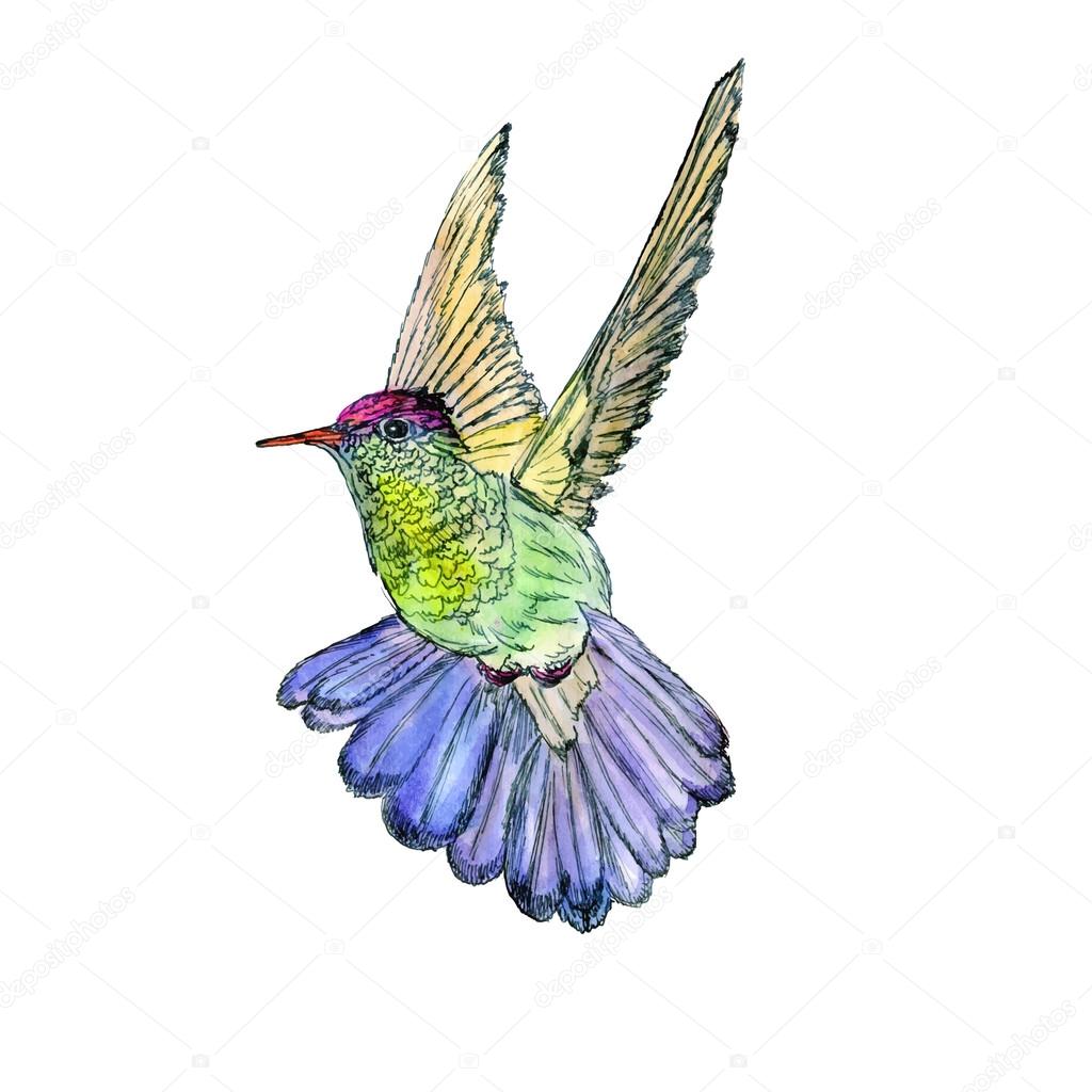 Bright colorful bird hummingbird
