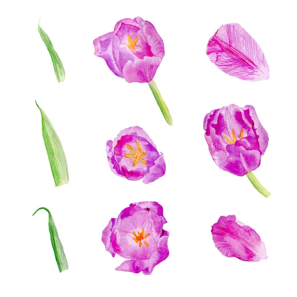 Set Tulpenblätter und Blumen — Stockvektor