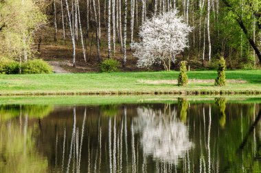 Bahar yatay, yansıma