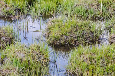 bataklık üzerinde çim