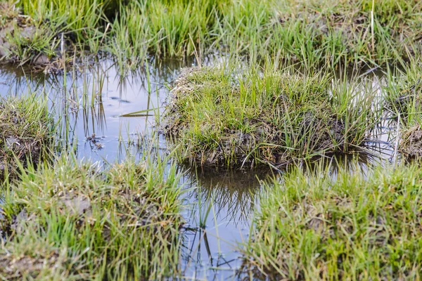 bataklık üzerinde çim