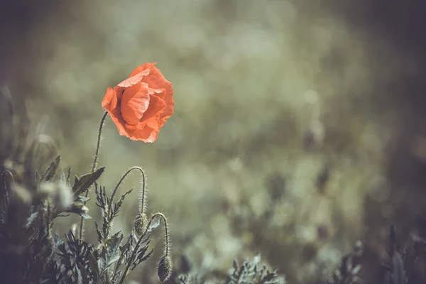 Papavero selvatico rosso — Foto Stock