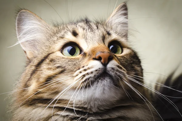 Porträt einer süßen Katze — Stockfoto