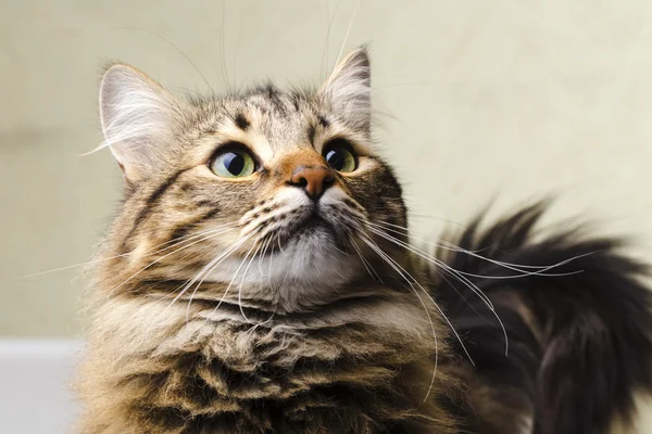Portré egy aranyos macska — Stock Fotó