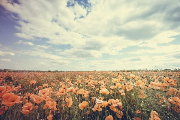 Campo de amapolas silvestres — Foto de Stock