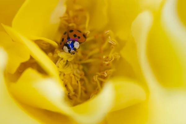 Uğur böceği üzerinde Sarı Gül — Stok fotoğraf
