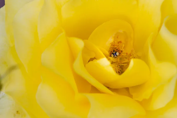 Coccinelle sur rose jaune — Photo