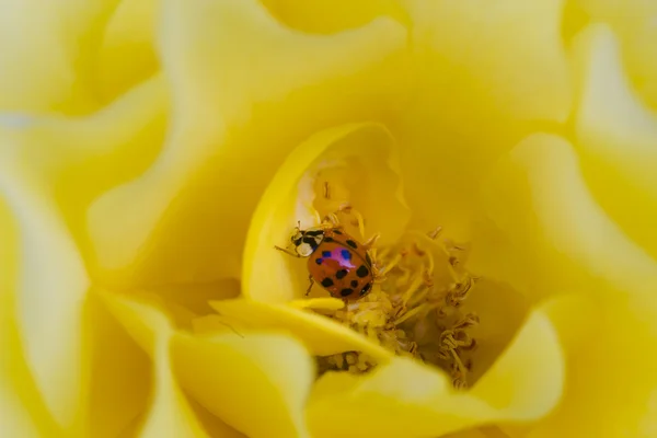 Πασχαλίτσα σε κίτρινο τριαντάφυλλο — Φωτογραφία Αρχείου