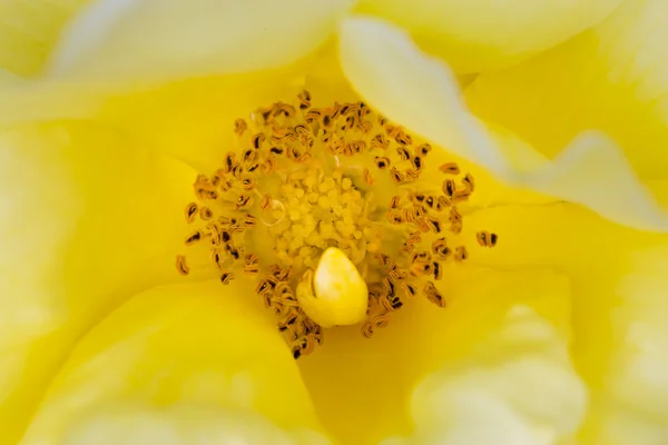 Κίτρινο τριαντάφυλλο στον κήπο — Φωτογραφία Αρχείου