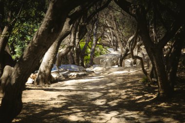 yoğun orman arka plan