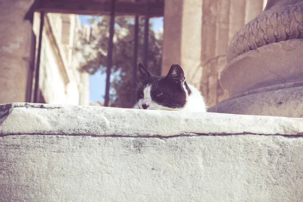 Akropolisz-ban elkóborolt macska — Stock Fotó