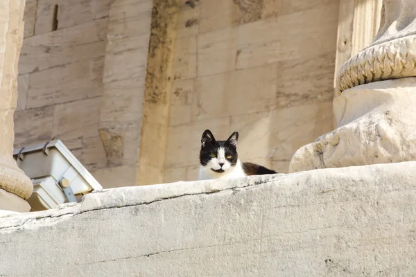 아크로폴리스에 길 잃은 고양이 — 스톡 사진