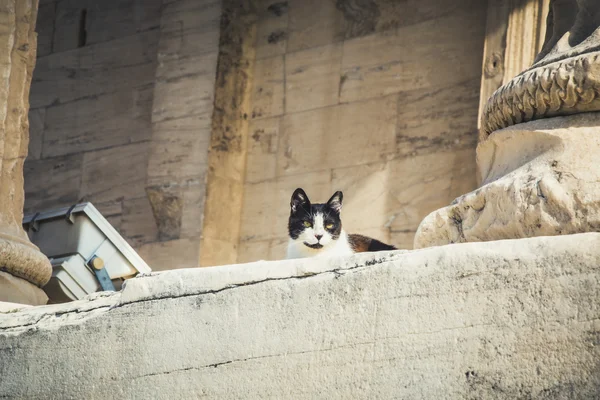 아크로폴리스에 길 잃은 고양이 — 스톡 사진