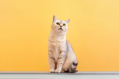 Sevimli bej tekir kedi canlı sarı arka planda oturuyor, yukarı bakıyor, evcil hayvan, yaşam tarzı ve hayvan temalı tasarımlar için mükemmel..