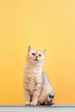 Sevimli tekir kedi oturuyor ve canlı sarı bir arka plana bakıyor. Evcil hayvan ve yaşam tarzı kavramları için mükemmel..