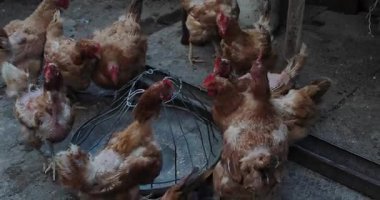 Bir grup kahverengi tavuk, bir metal besleyicinin etrafında toplandı kırsal bir açık hava çiftliğinde, doğal ışıklandırma ve toprak tonları ile.