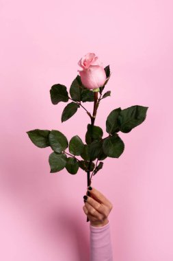 Elle tutulan yeşil yapraklı tek pembe gül yumuşak pembe arka planda. Romantizm, güzellik, sağlık ve çiçek tasarımları için idealdir..