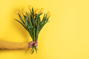 Bir buket taze sarı laleyi canlı sarı arka planda tutan el, bahar veya çiçek temalı tasarımlar için mükemmel..