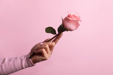 Zarif bir kadın eli, pembe bir arka plan üzerinde pembe bir gül tutuyor. Aşkı, romantizmi ve şefkati simgeliyor. Güzellik, tebrik kartları ve yaşam tarzı temaları için ideal.