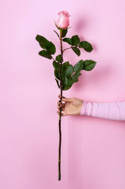 Tek bir pembe gülü pastel pembe arka planda tutmak, romantizm, aşk, bahar veya güzellik kavramları için mükemmeldir..