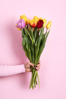 Kırmızı, sarı ve pembe renkli lalelerle dolu canlı bir buketi pastel pembe arka planda tutan bir el. Taze, parlak ve bahar ve kutlamalar için mükemmel..