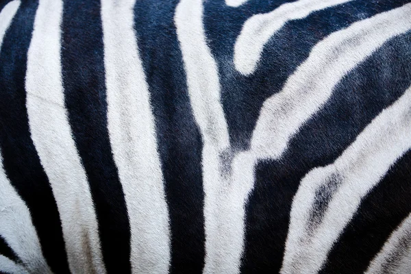 Zebra deri dokusu — Stok fotoğraf