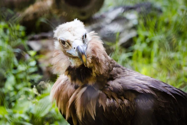 Griffin no zoológico — Fotografia de Stock