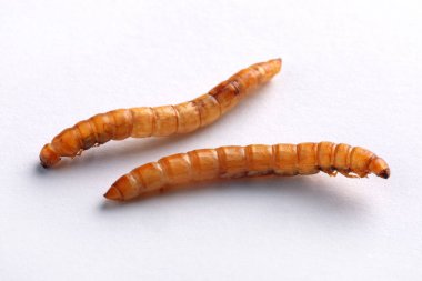 Kurutulmuş iki solucanın temiz beyaz bir arkaplana yerleştirilmesi eğitim, yiyecek veya evcil hayvan konseptleri için idealdir.