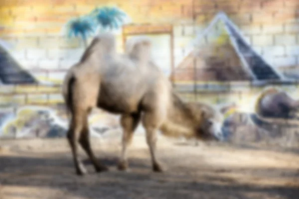 Imagem Blur ou Defocus de Camel no zoológico — Fotografia de Stock