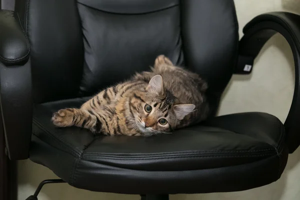 Ofis koltuğu, kedi — Stok fotoğraf