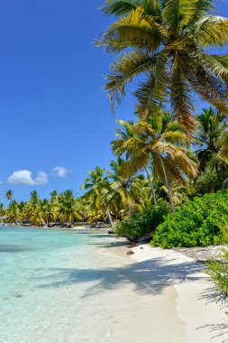 Caribbean Beach Palm ağaçlar, kristal su ve beyaz kum ile