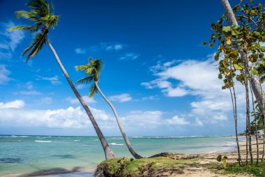 Caribbean Beach Palm ağacı