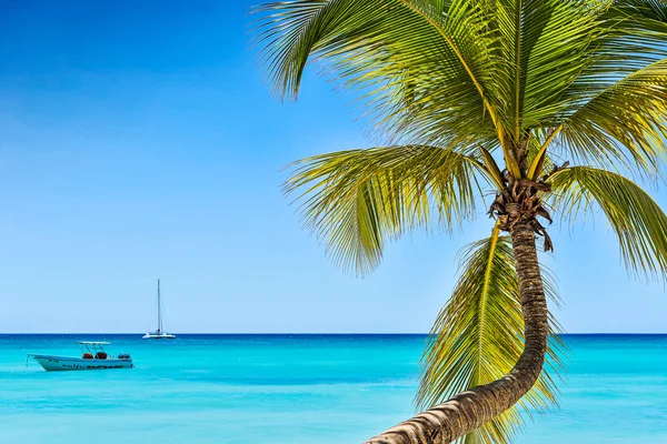 Palmera, mar Caribe y cielo azul — Foto de Stock