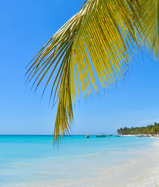 Palmenblätter auf tropischer Insel — Stockfoto