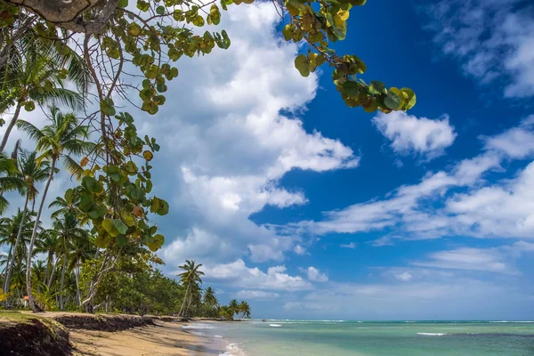 Praia tropical com palmeira — Fotografia de Stock