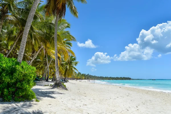 Karibischer Sandstrand mit Kokospalmen — Stockfoto