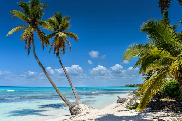 Тропический пляж с пальмами и белым саном — стоковое фото