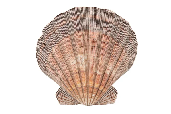 Zblízka oceán shell izolovaných na bílém pozadí — Stock fotografie