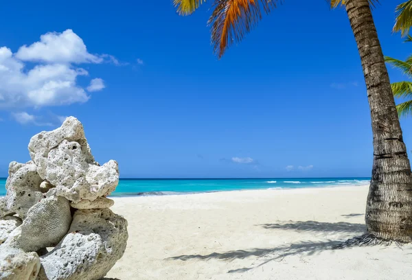 Formación de rocas y palmeras en la exótica playa del Caribe — Foto de Stock