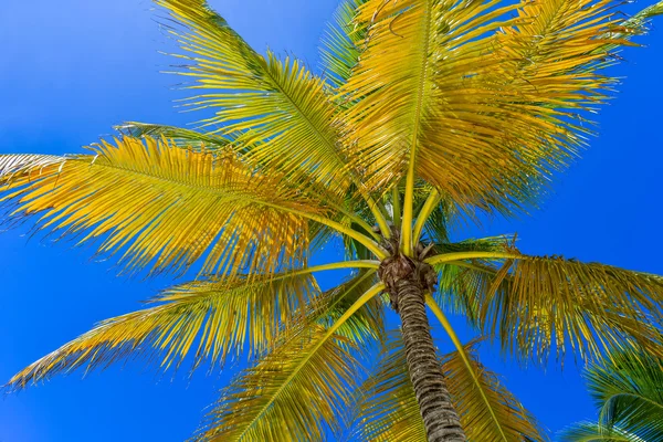 Kokospalme am Himmel, Dominikanische Republik — Stockfoto