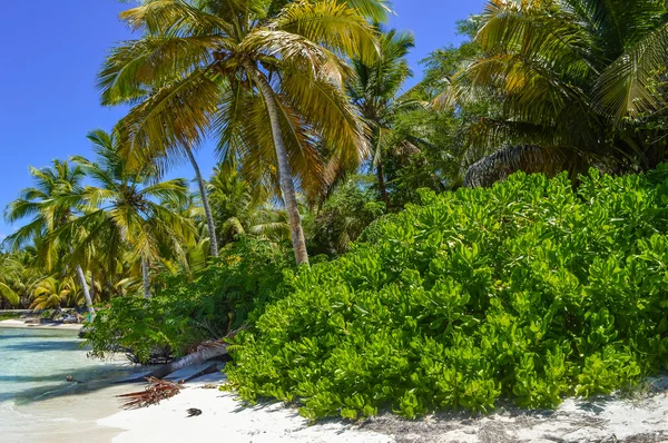 Palmera en Playa Exótica en Isla Tropical — Foto de Stock