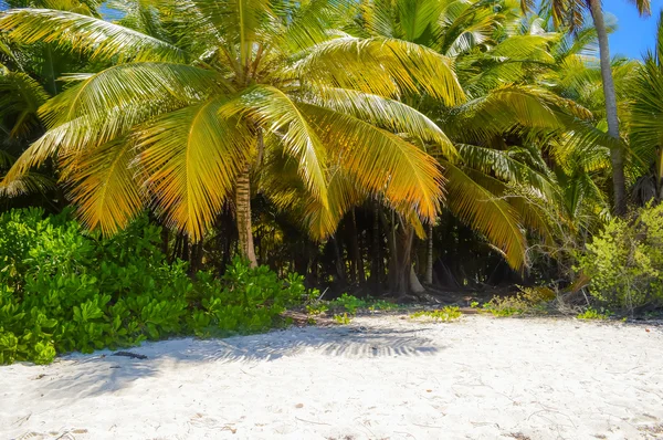 Kokospalmen am tropischen Sandstrand der Dominikanischen Republik — Stockfoto