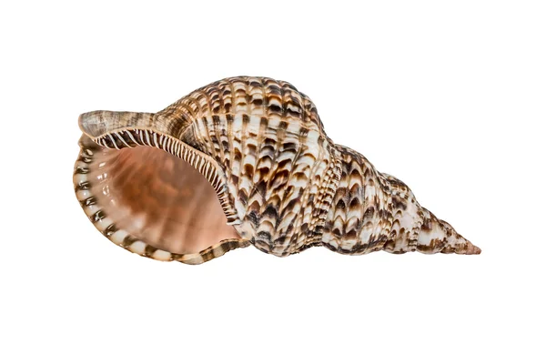 Mořské mořské mušle. Izolované na bílém pozadí. — Stock fotografie