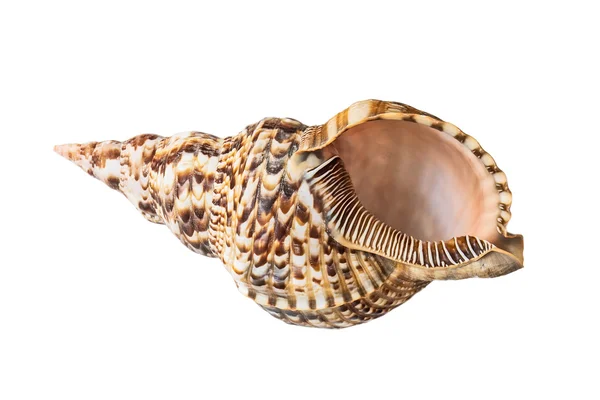 Shell, schelp, Queen Conch. Geïsoleerd op wit. — Stockfoto