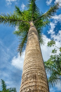 Yeşil palmiye ağacı üzerinde beyaz bulutlar ile mavi gökyüzü. Fotoğraf Playa den 