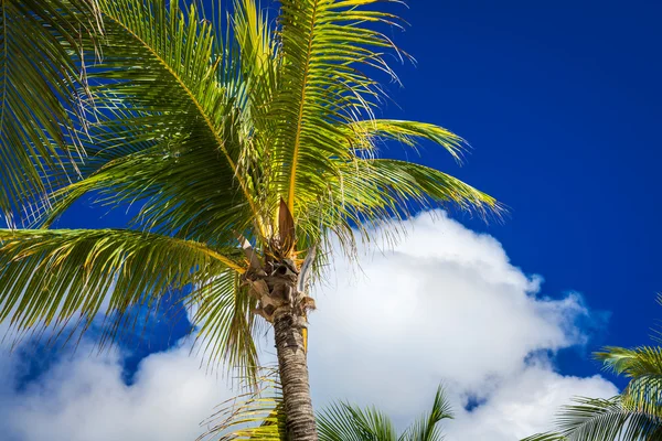 Grüne Kokospalmen am dunkelblauen Himmel mit weißen Wolken. pho — Stockfoto