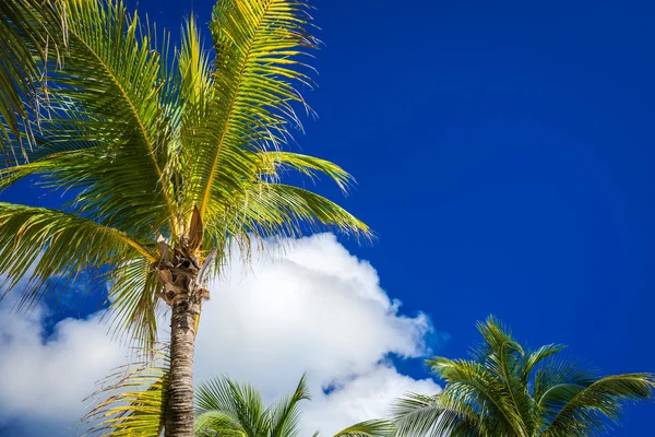 Grüne Kokospalmen am dunkelblauen Himmel mit weißen Wolken. pho — Stockfoto