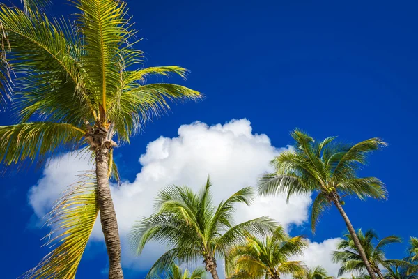 Grüne Kokospalmen am dunkelblauen Himmel mit weißen Wolken. pho — Stockfoto